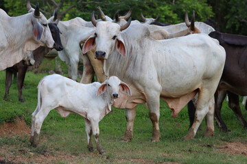 Livestock of Colombia