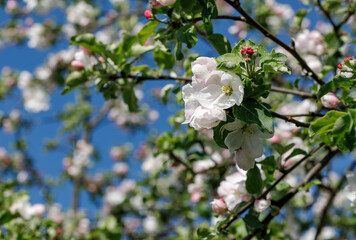 Pink and white apple blossoms blooming in the garden in spring against a clear blue sky.