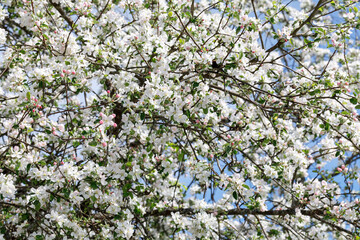 Pink and white apple trees bloom in the garden in spring against a clear blue sky. The crown of the...