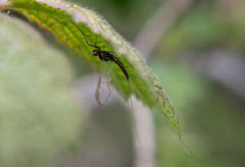 Mayfly on the underside of a leaf