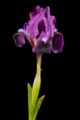 Burgundy-purple flower of dwarf bearded iris, isolated on black background