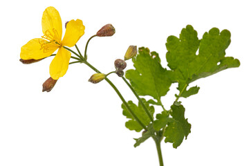 Yellow flower of celandine, lat. Chelidonium, isolated on white background