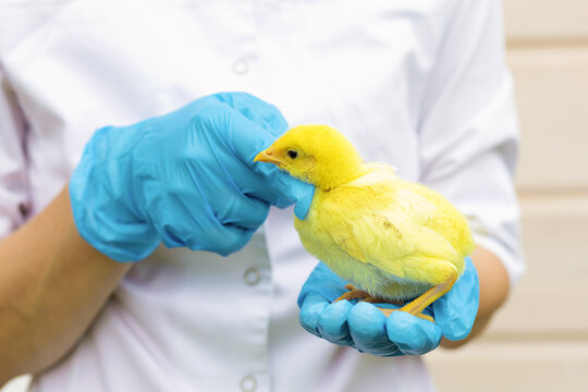 baby chick in hand veterinarian in medical gloves. examination, treatment, vaccination, prevention of diseases pet. doctor vet in chicken poultry farm. Farmer, agroengineer domestic bird in incubator