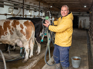 Young dairy farmer standing near Simmental and Holstein cows
