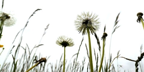 Fototapeta na wymiar dandelion in the grass