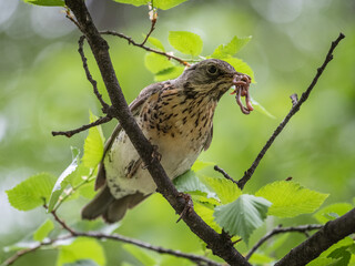 Fieldfare collects worms for its chicks. Fieldfare, Turdus pilaris. Bird sits on branch with beak full of worms.