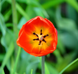Tulips is a perennial, bulbous plant with showy flowers in the genus Tulipa, of which up to 109 species  © Daniel Meunier