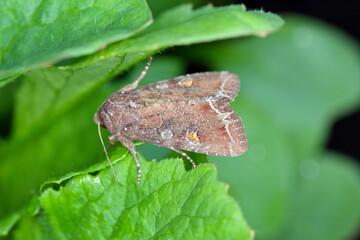 Moth of the bright-line brown-eye (Lacanobia oleracea). It is a pest of many types of crops,...