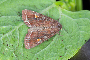 Moth of the bright-line brown-eye (Lacanobia oleracea). It is a pest of many types of crops, including tomatoes