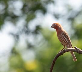 Finch perched on branch with bokeh background