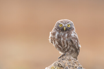 Bird female Little owl Athene noctua sitting on a stone and looks forward