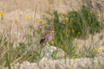 Young little owl Athene noctua hiding in the grass