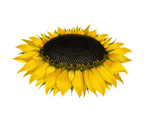 Sunflower isolated on white background mature sunflower seeds, realistic drawing Yellow flower of a single sunflower Seeds and petals of yellow flower Agriculture autumn collection of sunflower seeds