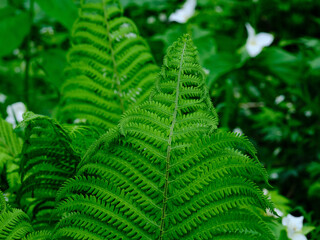 シダ植物