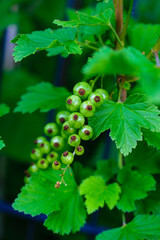 black currant berries, black currant on a bush, black currant bush