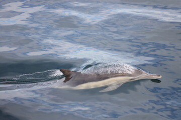 Fototapeta premium dolphin jumping out of water