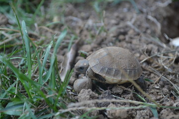 new born baby of testudo hermanni hermanni walk in the grass
