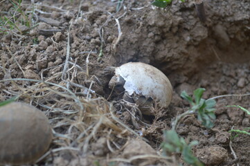 new born baby of Testudo Hermanni Graeca has just broken the egg: the little turtle is walking with half egg covering the shell