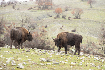 European bison stand during rain on the plain. Bison in Rhodope mountains. European nature. 