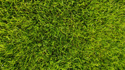 Fototapeta premium Fresh green grass field. Close-up top view. Texture, background.