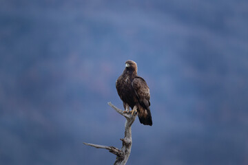 Golden eagle in the Rhodope Mountains. Eagle sit on the ground. Winter in Bulgaria nature.  