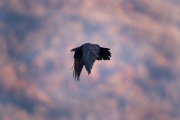 Common raven searching for food. Raven flying in Rhodope mountains. Wildlife in Bulgaria. 