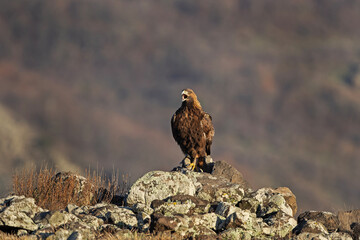 Golden eagle in the Rhodope Mountains. Eagle sit on the ground. Winter in Bulgaria nature.  