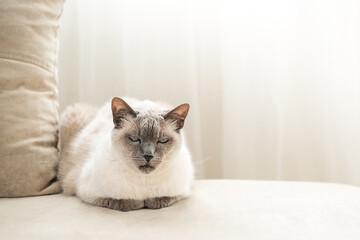 Fototapeta na wymiar White cat with dark muzzle, as Thai breed, with blue eyes sitting on light sofa.