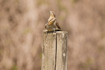 Eurasian wryneck or northern wryneck (Jynx torquilla) is a species of wryneck in the woodpecker family.