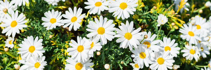 Obraz na płótnie Canvas A lots of beautiful white daisies in the summer field. Selective focus. Floral background. Banner.