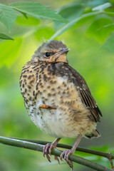 A fieldfare chick, Turdus pilaris, has left the nest and is sitting on a branch. A chick of fieldfare sitting and waiting for a parent on a branch.