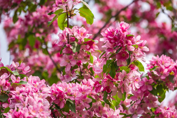 Fresh pink flowers of a blossoming apple tree with blured background