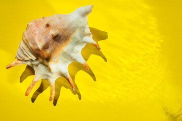 Small seashell on bright yellow background, top view with a copy space - 435510290