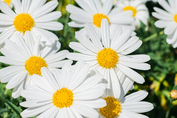 Obraz premium A lots of beautiful white daisies in the summer field. Selective focus. Floral background. Close up.