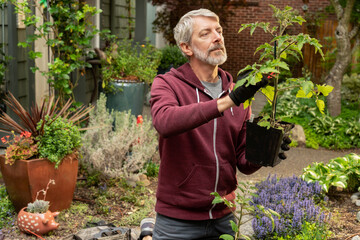 Mature Caucasian man planting tomato plant in home garden