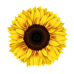 Sunflower isolated on white background mature sunflower seeds, realistic drawing Yellow flower of a single sunflower Seeds and petals of yellow flower Agriculture autumn collection of sunflower seeds