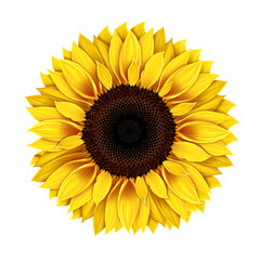 Fototapeta premium Sunflower isolated on white background mature sunflower seeds, realistic drawing Yellow flower of a single sunflower Seeds and petals of yellow flower Agriculture autumn collection of sunflower seeds
