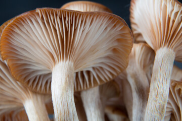 Closeup of mushrooms