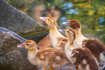 Cute little ducklings standing in a lake coast