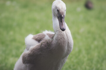 Closeup portrait of mute swan cygnet on blurred green meadow, copy space for text
