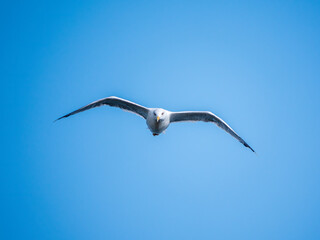 The European herring gull, Larus argentatus, flying in the clear blue sky.