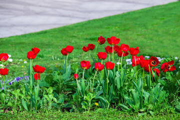 red tulips blooming in a garden flowerbed with green grass sunny spring landscape design, nobody.
