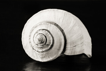 Closeup of shell 
