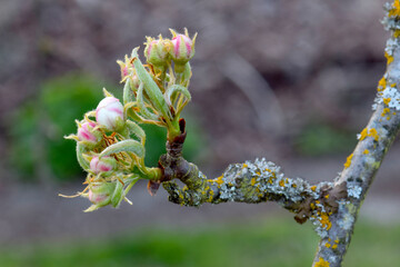 Pear Blossom Bunch 02