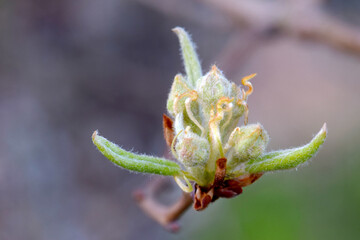 Pear Blossom Green 01