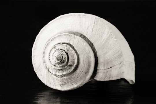 Closeup of shell 
