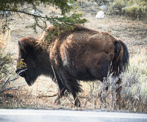 American bison in park