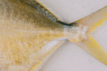 Closeup of fish 