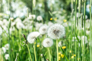 Big field with white fluffy dandelions and fresh green grass. Summer spring natural landscape.