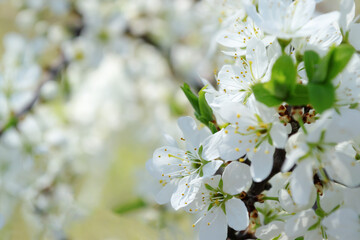 Spring flowering fruit trees close up, defocusing background